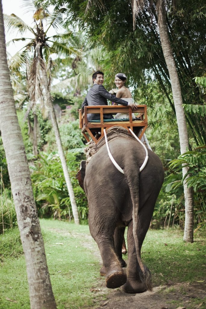 Bali pre-wedding at Elephant Park.