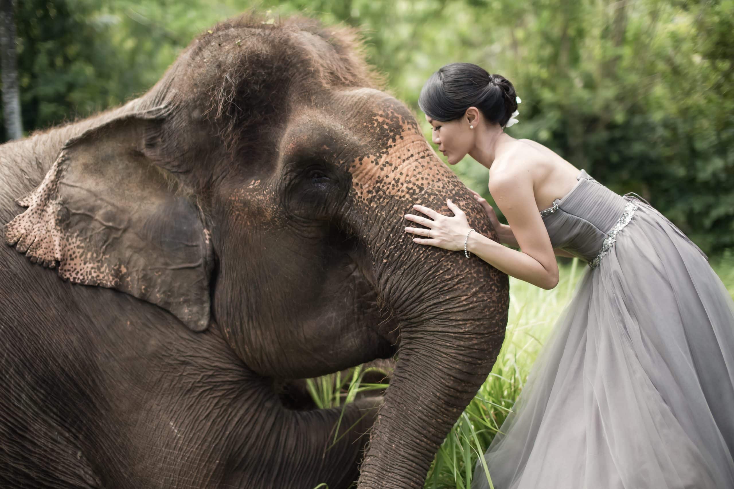 Bali pre-wedding at Elephant Park.