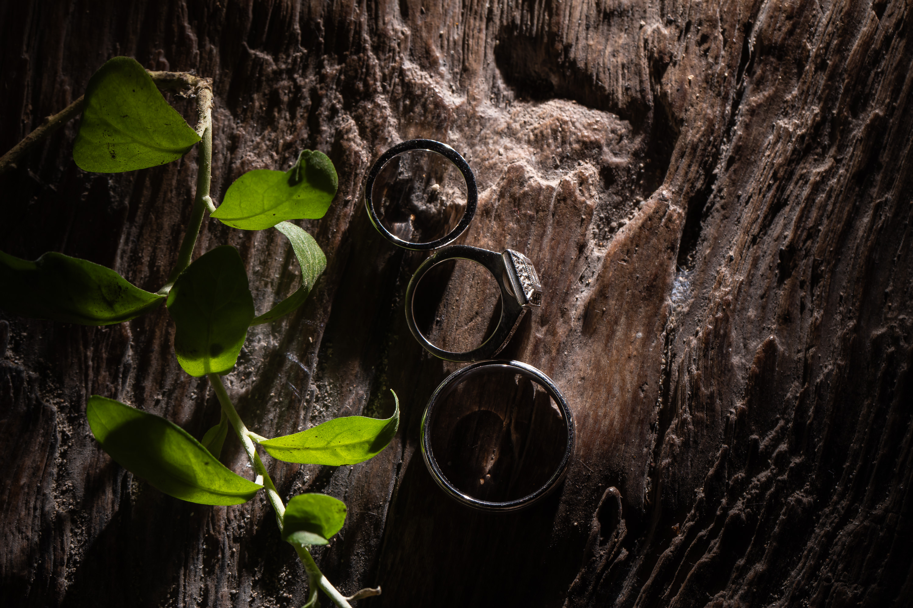 Taman Bhagawan Wedding - Wedding rings on tree bark